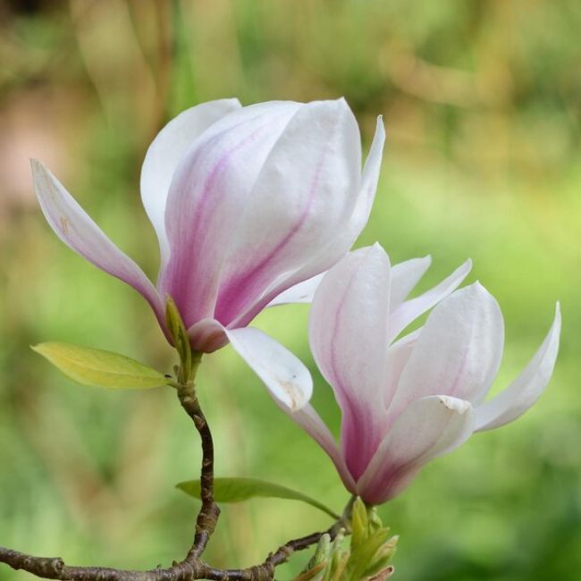 magnolia flower